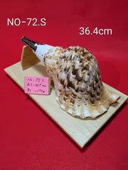 2026年最新】法螺貝 和楽器の人気アイテム - メルカリ