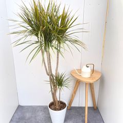 ⚠️アーサー様お纏め御依頼品⚠️◇クロスタニン ドナリエラ➈袋分 