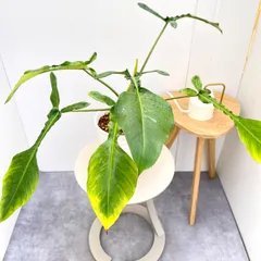 2026年最新】フィロデンドロンレアの人気アイテム - メルカリ