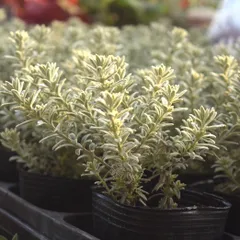 Rest レスト様専用ページ