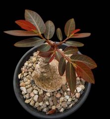 特別企画 新春セール Aglaonema アグラオネマ トリカラー メタリカ ②