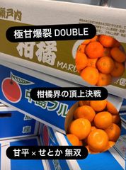 秀　中島プリンセス　愛果48号　500円引き　紅プリンセス同品種　小玉10kg 新品種「紅プリンセス（品種：愛媛果試第48号）」愛媛県産 柑橘 M〜4L