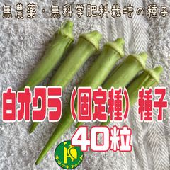 北海道 道北産 天然ハリギリ 300g（北海道内の購入者様限定） 01