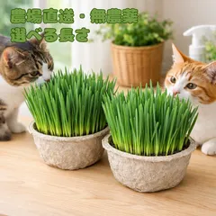 [농장직송, 캣그라스, 신선도 우수, 캣그라스, 캣그라스, 캣그라스, 소화보조제, 안전, 무농약, 신선, 무료배송, 캣그라스, 강아지풀, 애완용 유리, 재배, 농장직송, 바로 먹을 수 있는 제품, 캣그라스, 볼 컨트롤, 위장케어, 식이섬유, 펫푸드