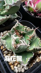 2026年最新】麻花龍 アガベの人気アイテム - メルカリ