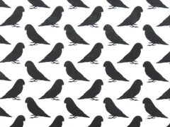 【ゆきちゃん限定】X2703 コザクラインコ柄 シルエット 白 生地 1m