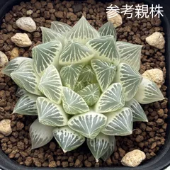 2026年最新】オブツーサ 糊斑の人気アイテム - メルカリ