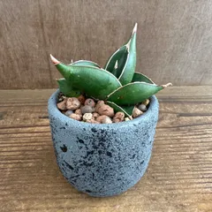 【リメイク鉢】サンセベリア オペラハウス 子株付き ① 現品 Sansevieria Opera House 観葉植物 観葉 植物 珍奇植物 珍奇 珍しい レア 希少  インテリア  おしゃれ かわいい 空気清浄 風水 マイナスイオン
