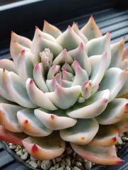 2026年最新】チワワエンシス錦の人気アイテム - メルカリ