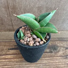 【リメイク鉢】サンセベリア オペラハウス 子株付き ④ 現品 Sansevieria Opera House 観葉植物 観葉 植物 珍奇植物 珍奇 珍しい レア 希少  インテリア  おしゃれ かわいい 空気清浄 風水 マイナスイオン