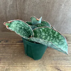 サンセベリア ドラゴンウィング ① 現品 Sansevieria dragon wing サンスベリア ドラゴン ウィング 観葉植物 観葉 植物 珍奇植物 珍奇 珍しい レア 希少 インテリア プレゼント おしゃれ 空気清浄 マイナスイオン グリーン