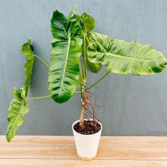 在庫］【希少】ドラセナ ジェイドジュエル 8号 観葉植物 室内 白