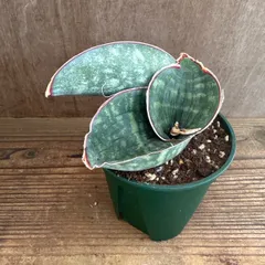 サンセベリア ドラゴンウィング ③ 現品 Sansevieria dragon wing サンスベリア ドラゴン ウィング 観葉植物 観葉 植物 珍奇植物 珍奇 珍しい レア 希少 インテリア プレゼント おしゃれ 空気清浄 マイナスイオン グリーン