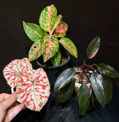 アロカシア ブラックベルベット 斑入り ピンク D【マドカズラ