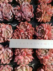 新入荷　32鉢の土鉢付きセット　オールスター　多肉植物　佐川急便発送　エケベリア　セダム　韓国苗　Z3367
