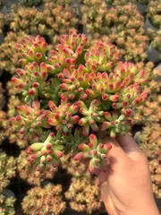 新入荷　6鉢の土鉢付きセット　ゼリー　多肉植物　佐川急便発送　エケベリア　セダム　韓国苗　Z3416
