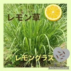 7粒　とってもレモンの香り♡ハーブティにも　多年草✦レモングラス✦ハーブの種のサムネイル