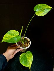 Monstera Deliciosa Super Golden モンステラ デリシオーサ黄金葉