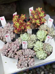 海月様　専用　おまとめご注文8こセット