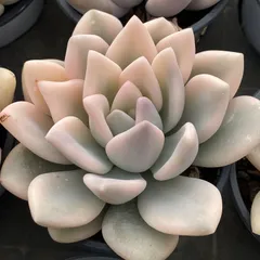 2026年最新】韓国苗の人気アイテム - メルカリ