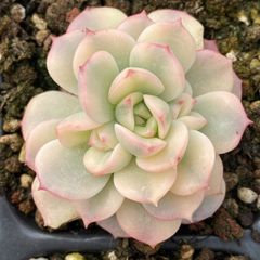 XY168 ロビン 10株 佐川にて発送 韓国苗 多肉植物 抜き苗 エケベリア