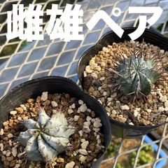 ユーフォルビアホリダ スーパーホリダ×スーパーゼブラホリダ超選抜実生