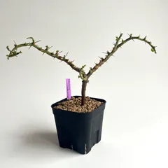 2026年最新】サルコカウロン バンデリエティアエの人気アイテム - メルカリ