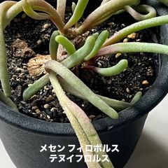 ヘレアンサス メイエリ 翼 コノフィツム 信州産 - メルカリ