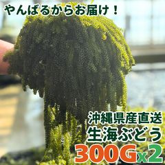 天然苔 上質 コツボ ハイゴケ 各2トレー - メルカリ