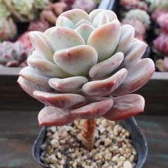 再入荷※【白粉アンジェラ】エケベリア 発色抜群 韓国多肉 おすすめ