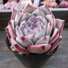 再入荷※【白粉アンジェラ】エケベリア 発色抜群 韓国多肉 おすすめ