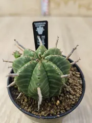 2026年最新】ユーフォルビア バリダの人気アイテム - メルカリ