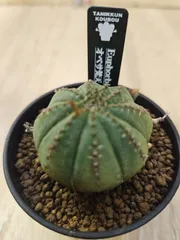 2026年最新】オベサの人気アイテム - メルカリ