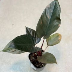 ホマロメナ リムノゲナ カミハタ便 Homalomena 熱帯植物 アロイド