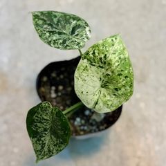 や*く様 アロカシア アズラニー ピンクアルボ（斑入り） （整理番号038