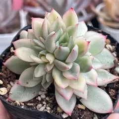 2026年最新】多肉植物錦の人気アイテム - メルカリ