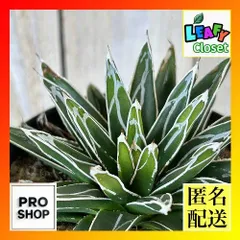 2026年最新】耐寒性アガベの人気アイテム - メルカリ