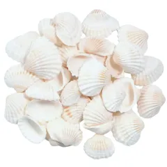 Azmio 貝殻 シェル アクセサリーパーツ DIY 手芸用品 白 ネイルパーツ ハンドメイド (shell) [shell]