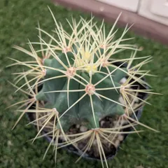 2026年最新】金冠竜の人気アイテム - メルカリ