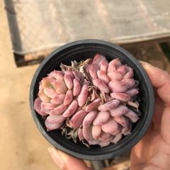 新入荷 バラ×18株 Z3649抜き苗 多肉植物 詰め合わせ アエオニウム