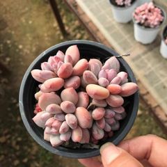 新入荷 バラ×18株 Z3649抜き苗 多肉植物 詰め合わせ アエオニウム