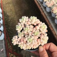 新入荷 バラ×18株 Z3649抜き苗 多肉植物 詰め合わせ アエオニウム