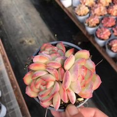 67#観葉植物ア工オニウム錦❤️レッド富士❤️青花瓷❤️1大頭2小頭