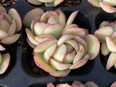 新入荷 18鉢の土鉢付きセット ロココ 多肉植物 佐川急便発送