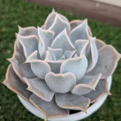 2026年最新】リラシナ 多肉の人気アイテム - メルカリ