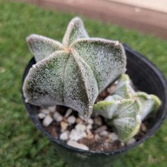 多肉植物ユーフォルビア スザンナエ（瑠璃晃）綴化 - メルカリ