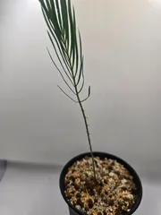 2026年最新】サイカスの人気アイテム - メルカリ