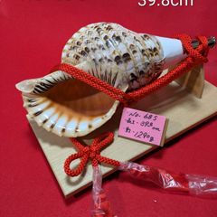 日本最大級46㎝特大肉厚修験道法螺貝 山伏 密教 魔除け ほら貝