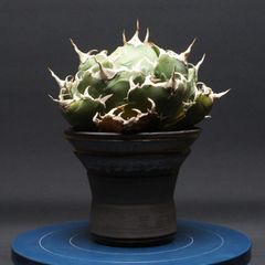 超希少コレクション株】エボリスピナ【双頭】【陽炎】【作家鉢