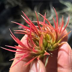 Dyckia jonesiana lemei #1998 | Shop at Mercari from Japan! | Buyee